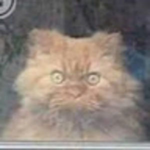 Meet your Posher, Kira fleming